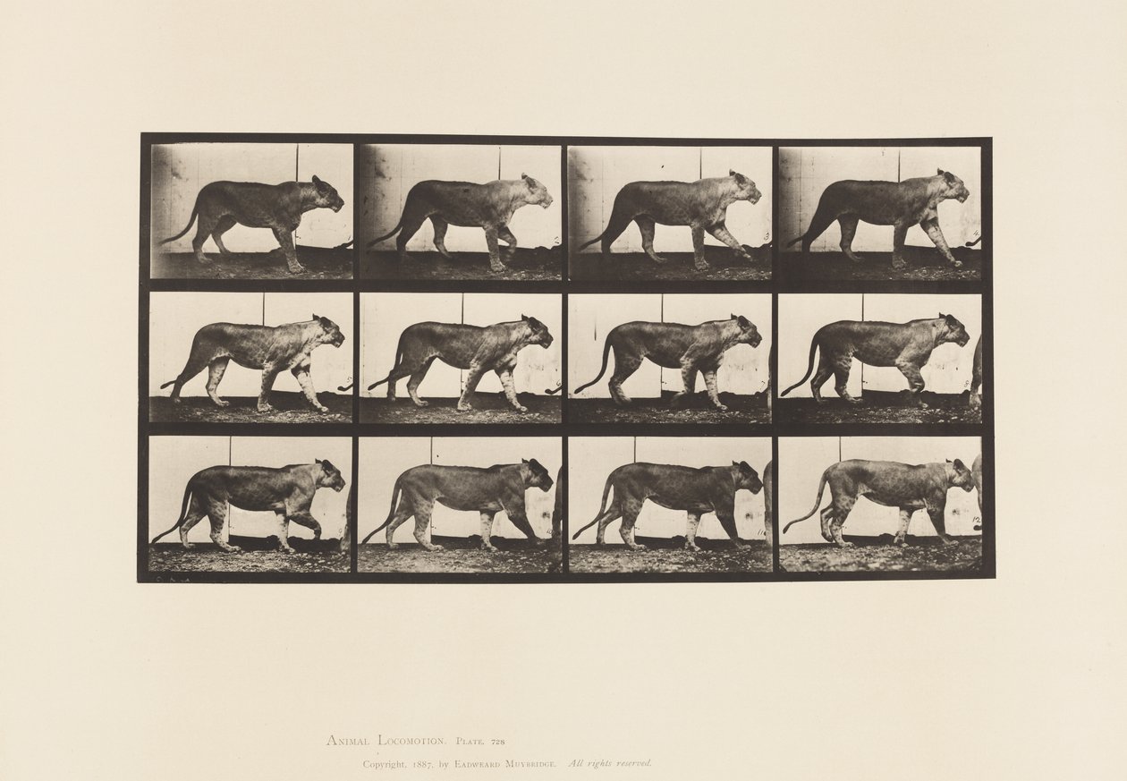 Lionne; marchant; lion; couché - Eadweard Muybridge