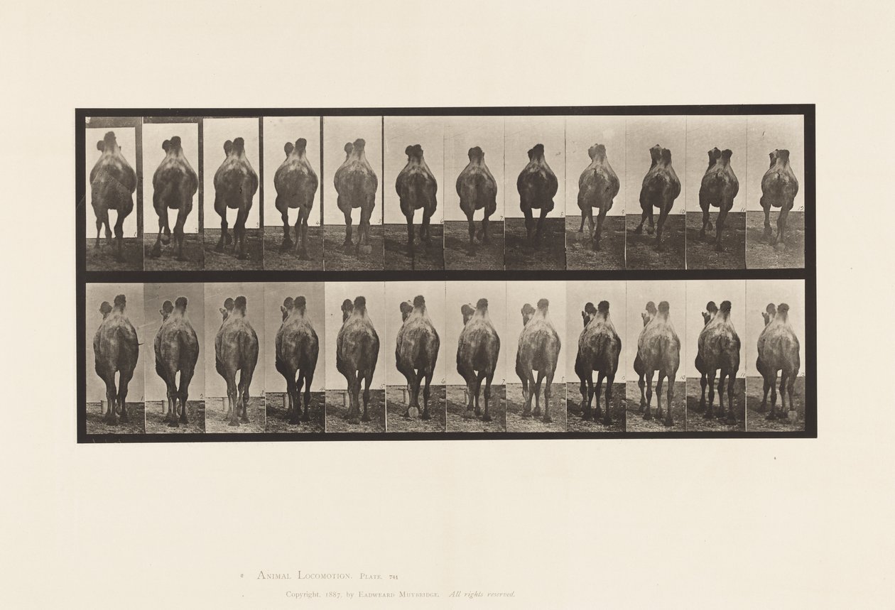 Planche 741. Chameau de Bactriane; A, Marchant; B, Amblant - Eadweard Muybridge