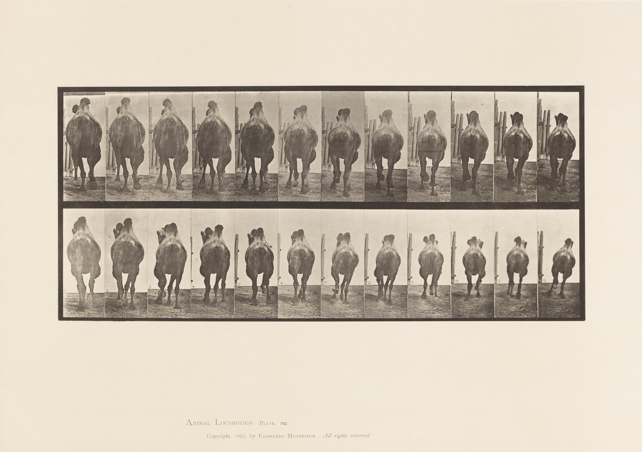 Planche 742. Chameau de Bactriane; A, Amblant; B, Galopant - Eadweard Muybridge