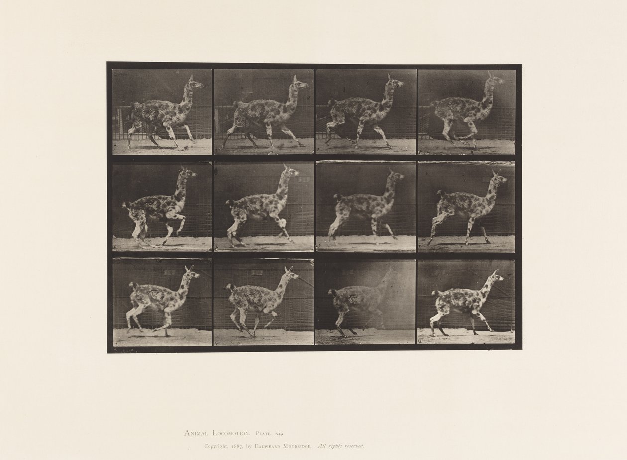 Guanaco; galopant - Eadweard Muybridge