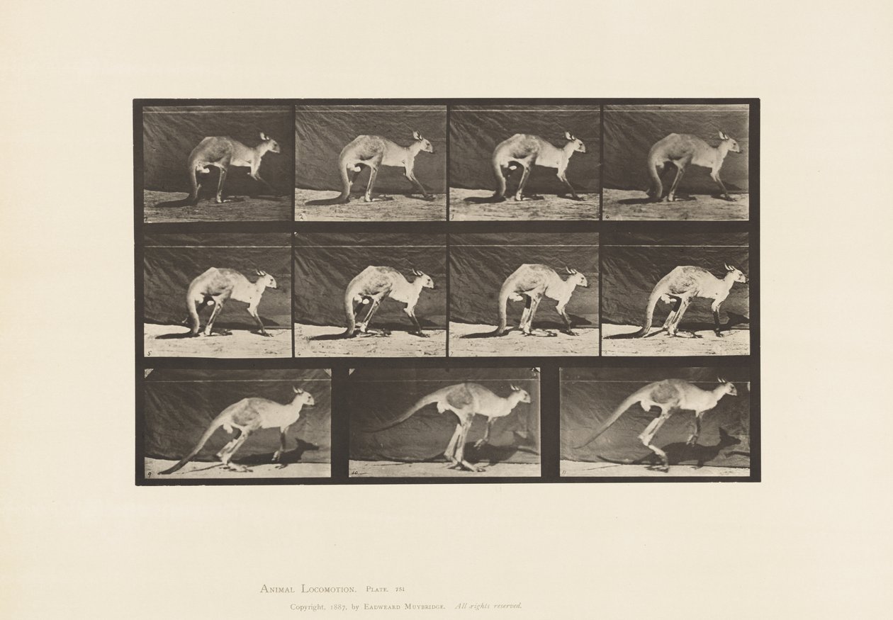 Planche 751. Kangourou; Marchant à quatre pattes; Passage au saut - Eadweard Muybridge