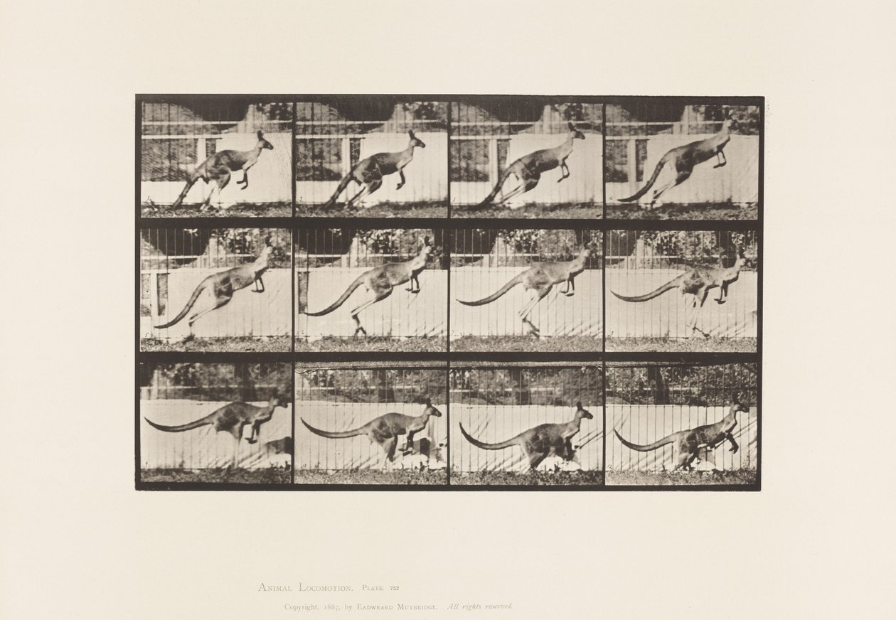 Planche 752. Kangourou; Sautant - Eadweard Muybridge