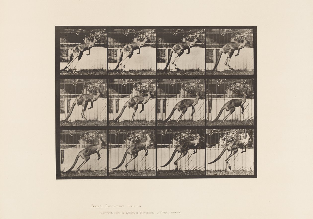 Planche 753. Kangourou; Saut - Eadweard Muybridge