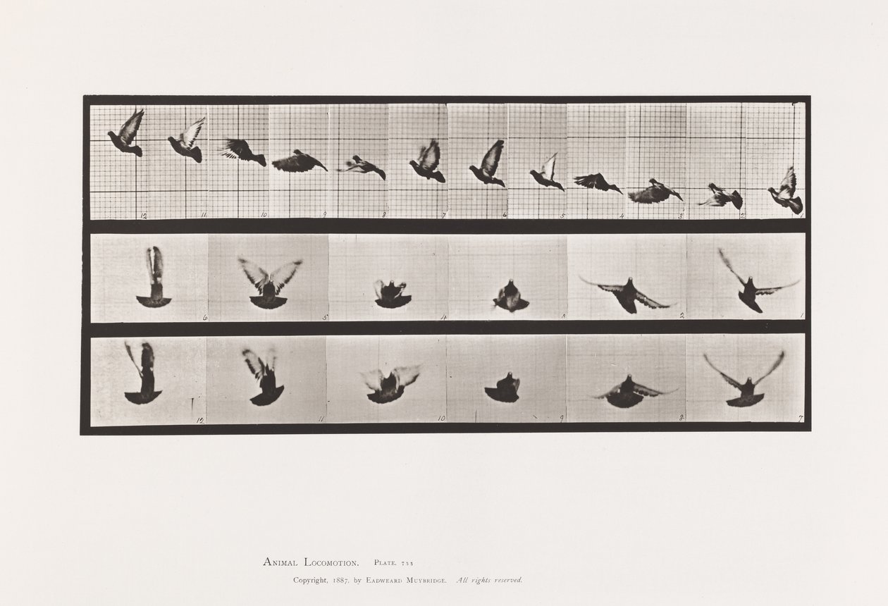 Planche 755. Pigeon ; Volant | Eadweard Muybridge