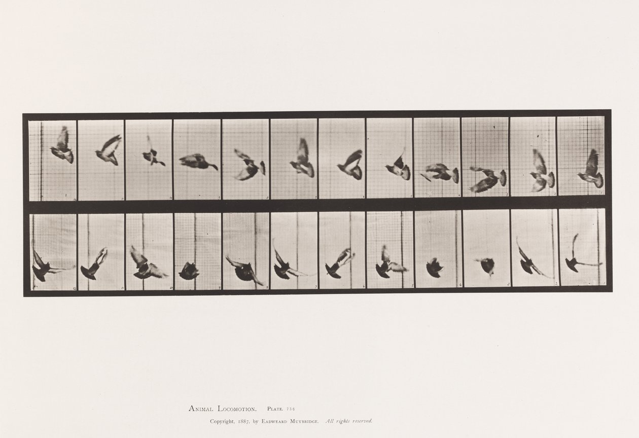 Planche 756. Pigeon; Vol - Eadweard Muybridge