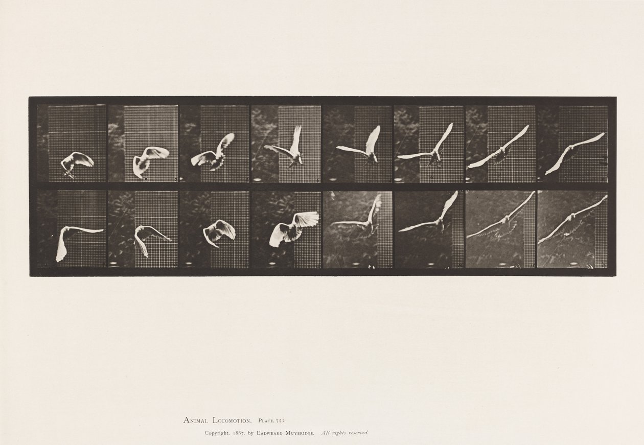 Planche 761. Cacatoès ; Volant - Eadweard Muybridge