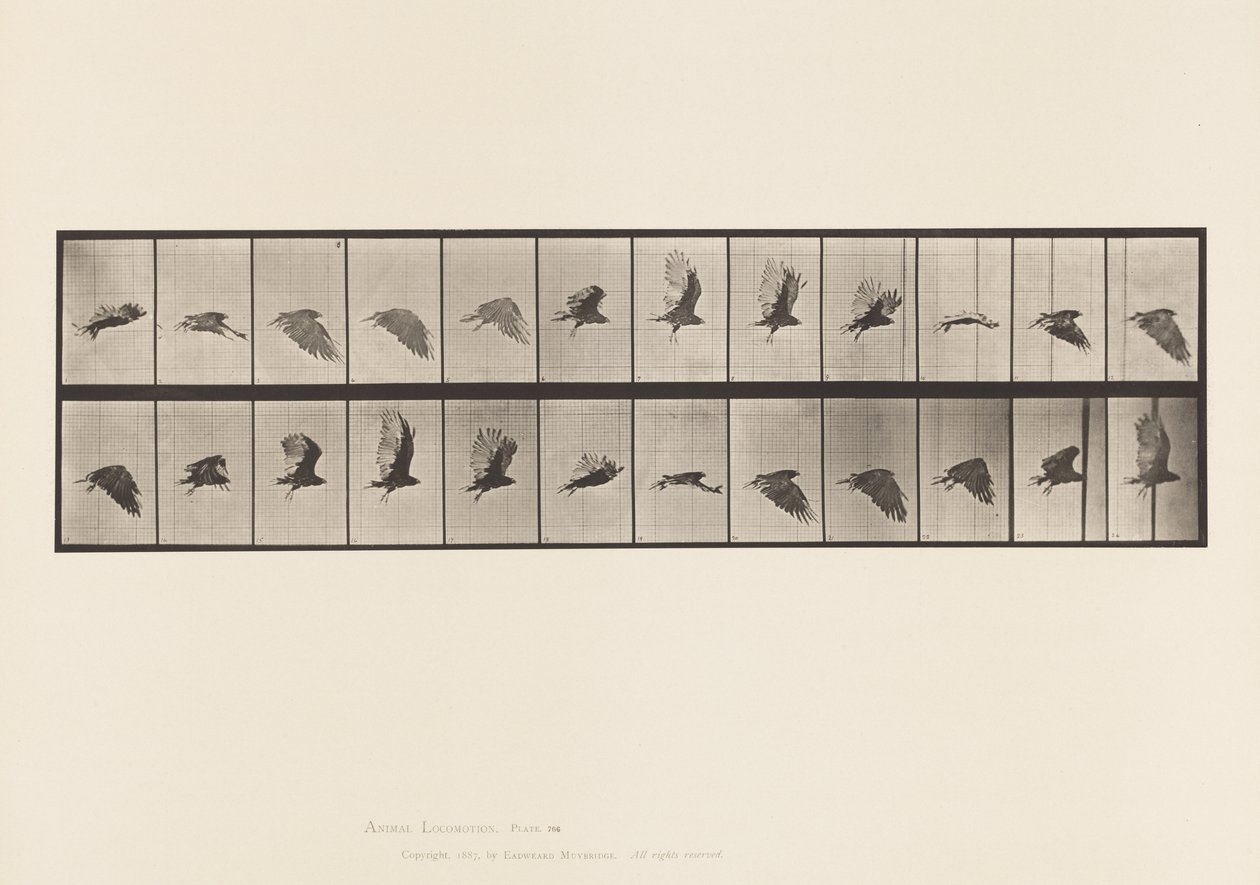 Planche 766. Vautour ; Volant - Eadweard Muybridge