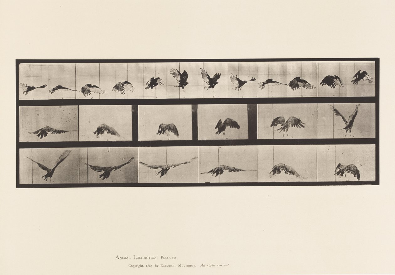 Planche 768. Vautour; Volant - Eadweard Muybridge