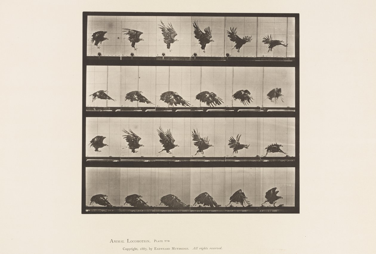 Planche 770. Aigle américain; Vol près du sol - Eadweard Muybridge