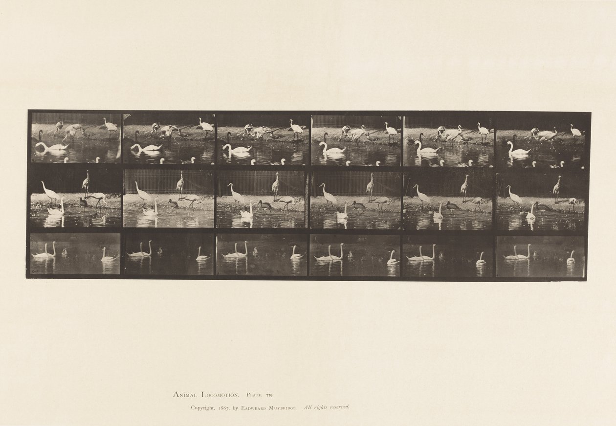 Planche 776. Cigognes; Cygnes, etc, A, B, C - Eadweard Muybridge