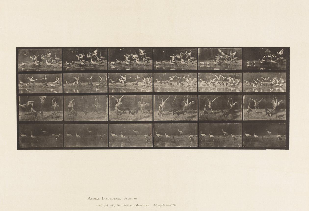 Planche 777. Cigognes; etc, A, B, C, D - Eadweard Muybridge