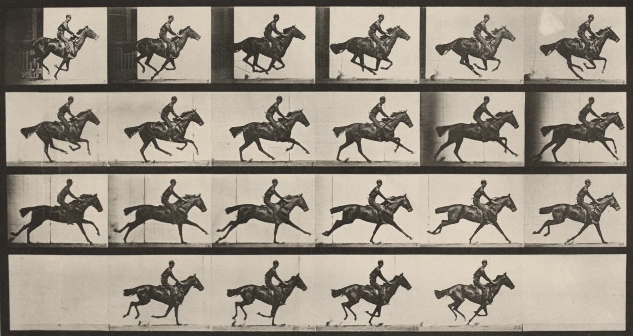 Planche numéro 625. «Bouquet» au galop - Eadweard Muybridge