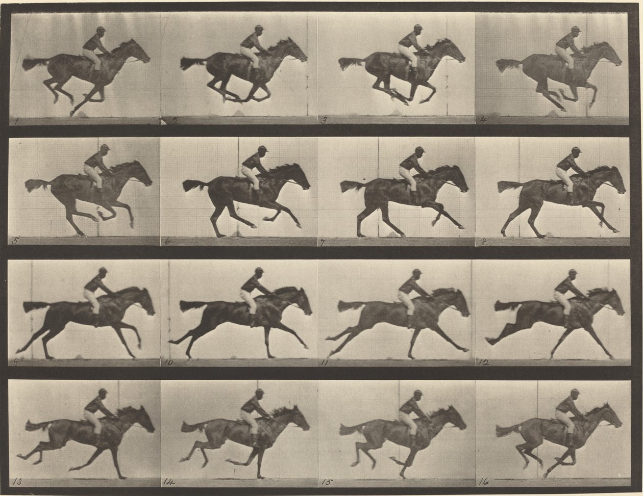 Planche numéro 626. Galop, jument baie pur-sang, Annie G. - Eadweard Muybridge