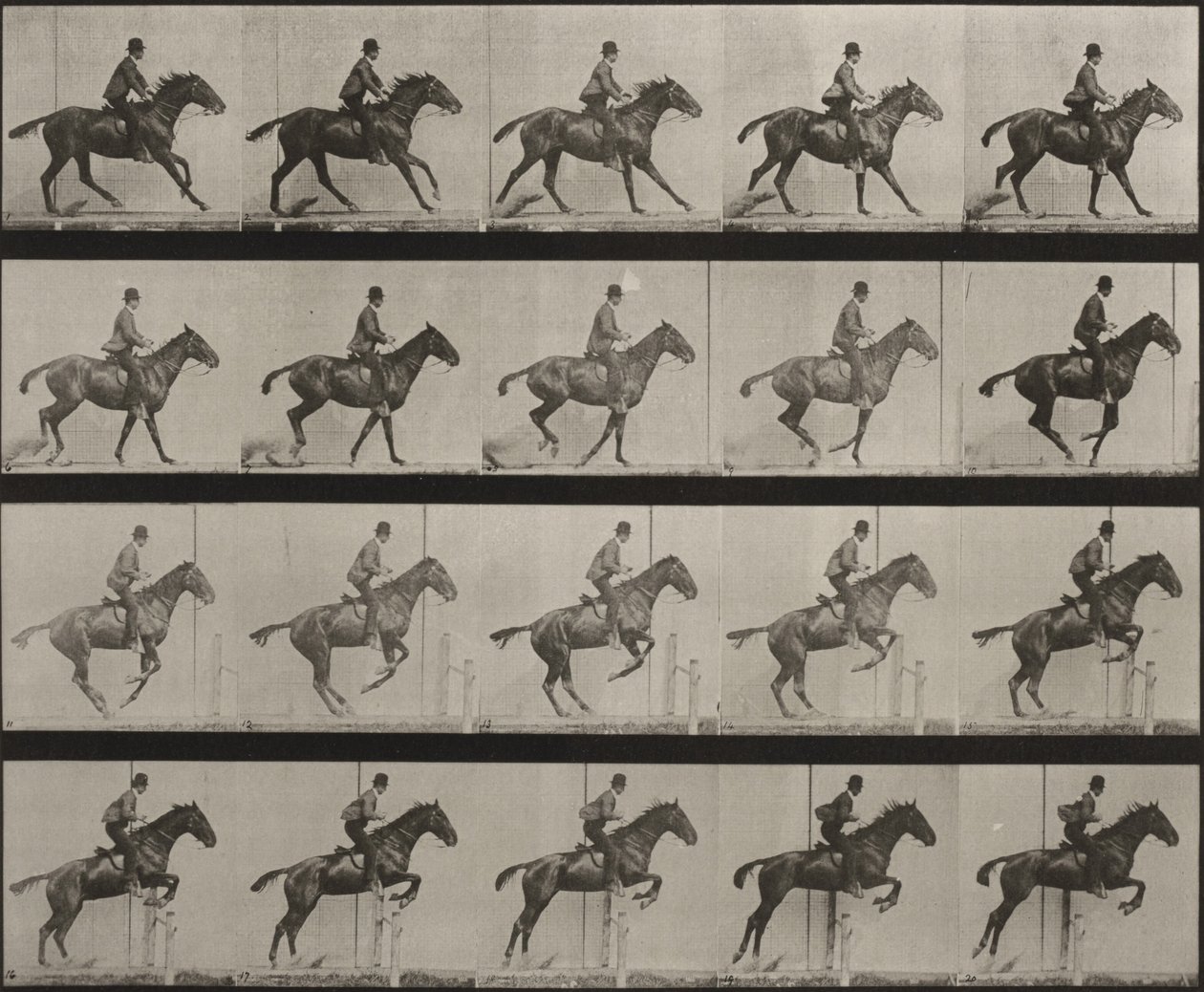 Planche numéro 636. « Daisy » sautant une haie, sellée, se préparant au saut - Eadweard Muybridge