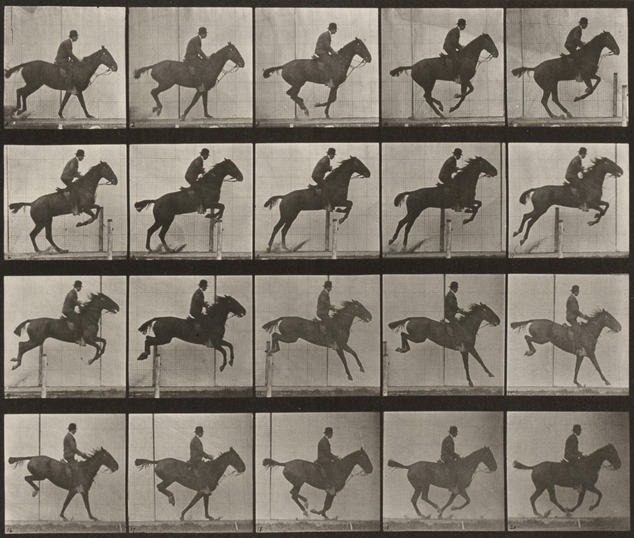Planche numéro 639. « Daisy » sautant un obstacle, sellée - Eadweard Muybridge