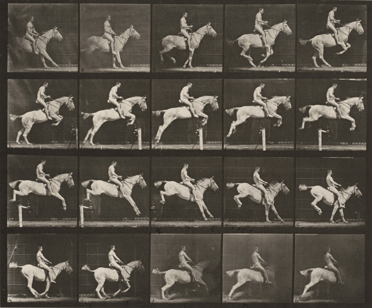 Planche numéro 642. « Pandora » sautant une haie, sellée ; cavalier nu - Eadweard Muybridge
