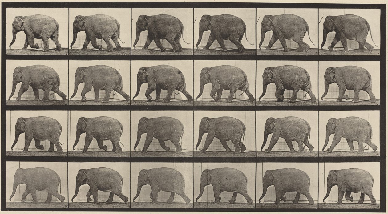 Planche numéro 733. Éléphant marchant - Eadweard Muybridge