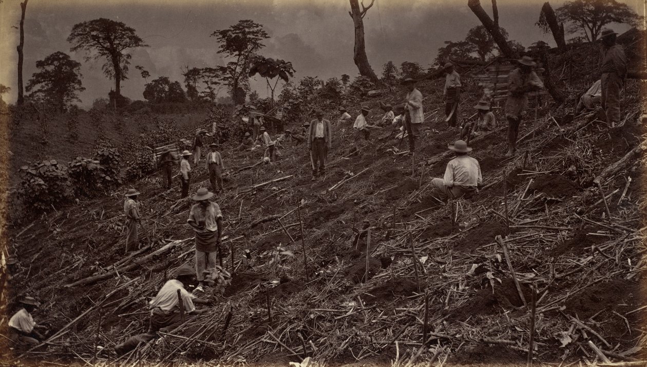 Plantation de café à Antigua de Guatemala, 1875, publié en 1877 (photo) - Eadweard Muybridge