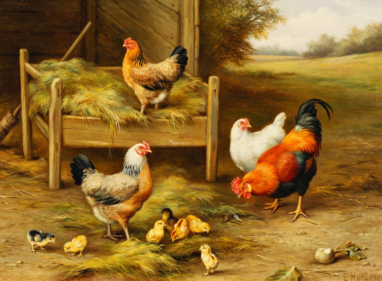 Poules et poussins se nourrissant - Edgar Hunt