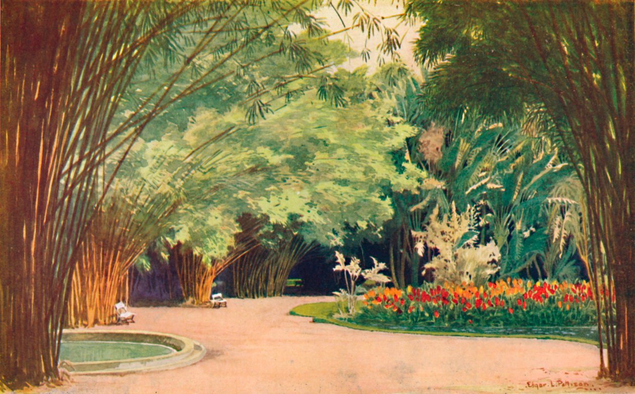 Une forêt de bambous - Jardins botaniques - Edgar L. Pattison