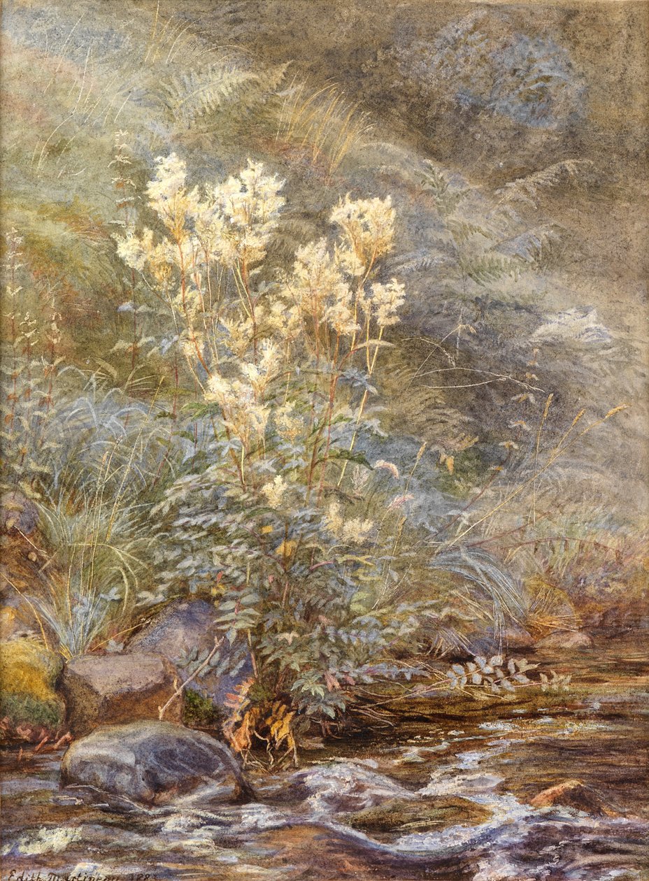 Reine-des-prés près d