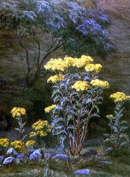 Séneçon sur une berge - Edith Martineau