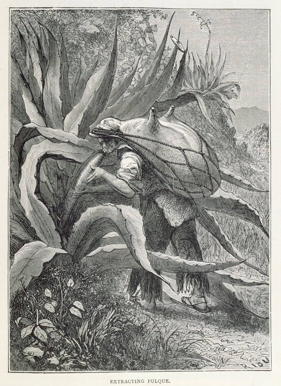 Extraction du pulque, de 