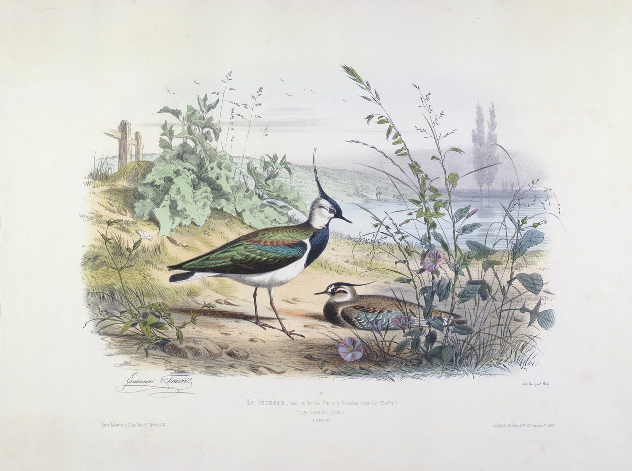 Vanneau femelle et mâle - Edouard Travies