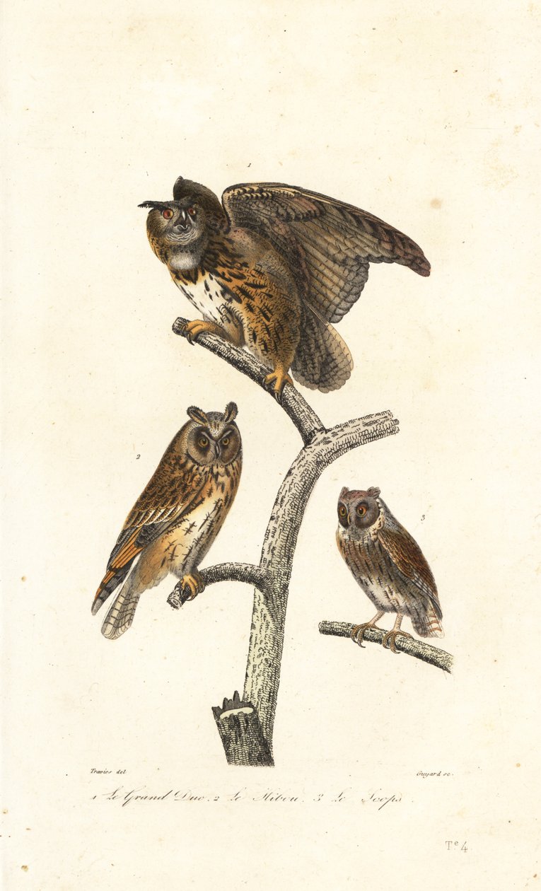 Hibou grand-duc, hibou moyen-duc et petit-duc - Edouard (after) Travies
