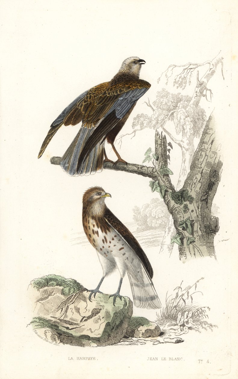 Busard des roseaux et circaète Jean-le-Blanc - Edouard (after) Travies