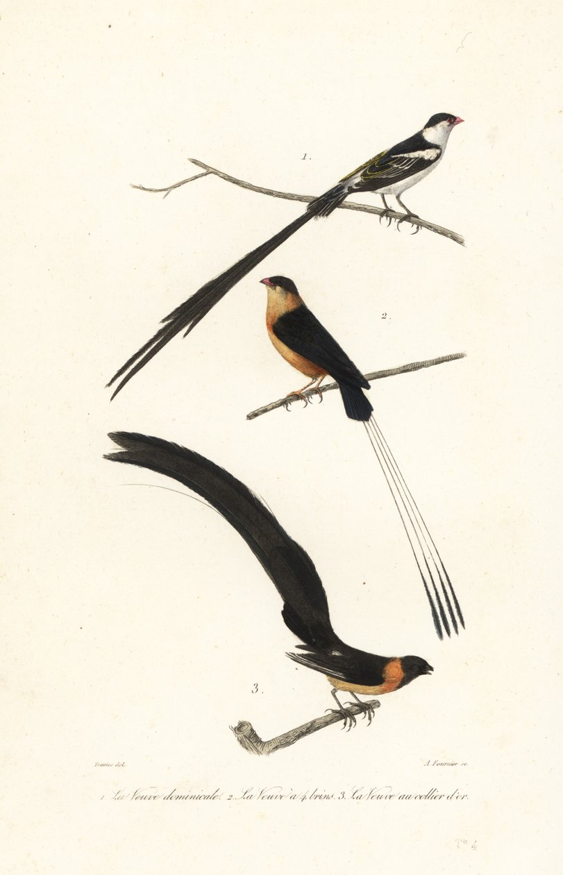 Oiseaux whydah - Edouard (after) Travies