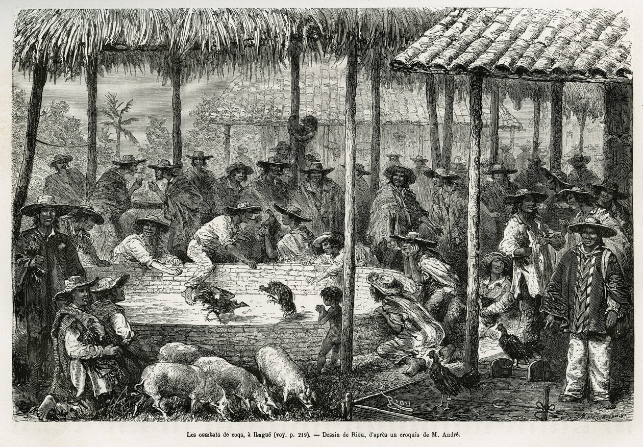 Combats de coqs et animation de rue à Ibague (Colombie) (illustration de l