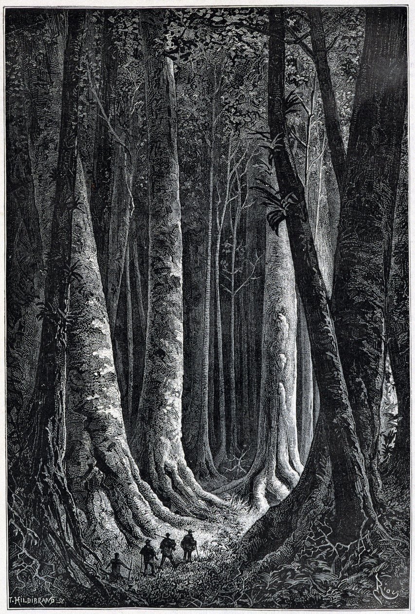 Forêt de Guyane française, dessin par Riou, «Le Tour du Monde», 2e semestre 1879 - Edouard Riou