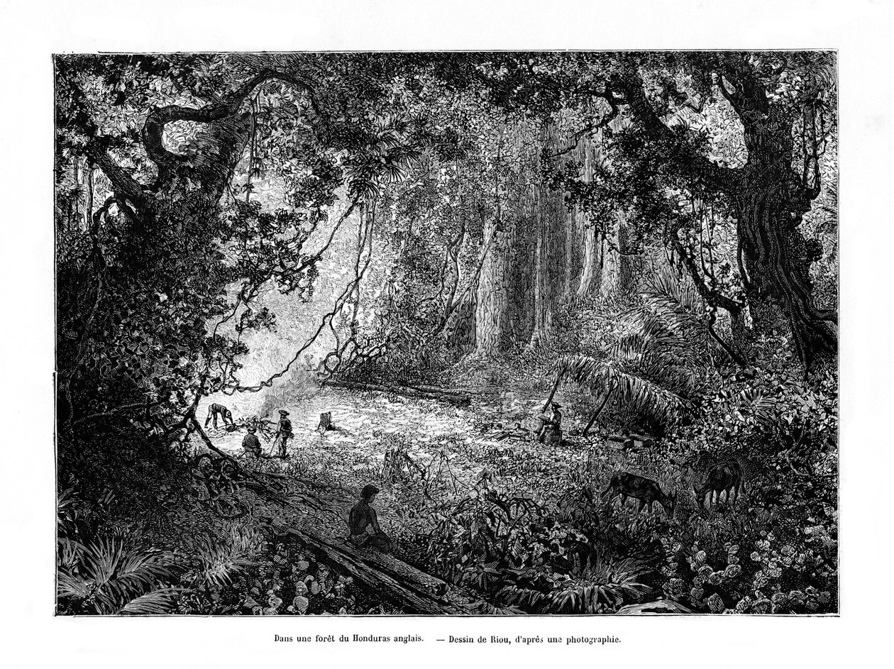 Forêt tropicale au Honduras britannique, 19e siècle - Edouard Riou