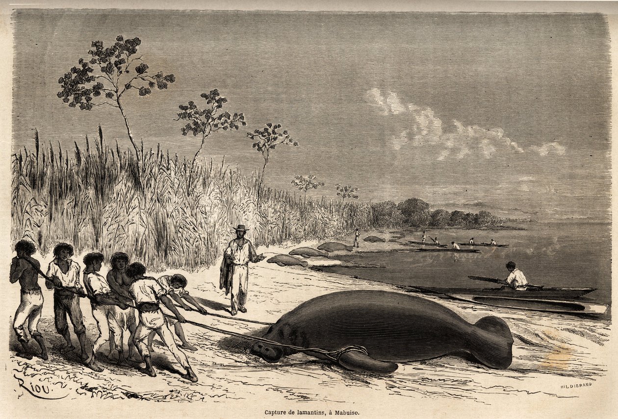 La capture des lamantins, à Mabuiso (Pérou). Dessin de Riou, pour illustrer le voyage de l