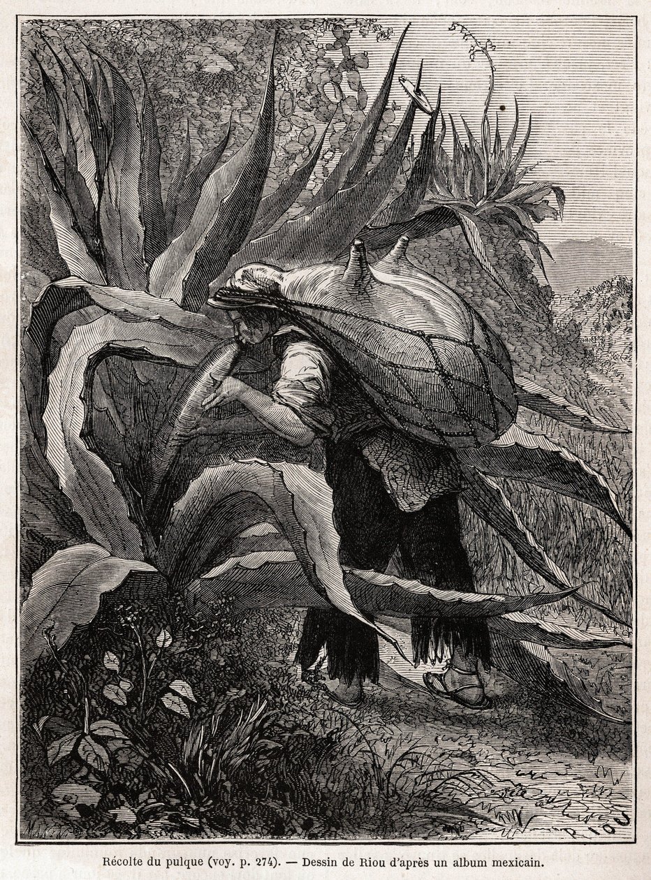 La récolte du pulque, boisson traditionnelle aztèque, résultant de la fermentation de la sève de l