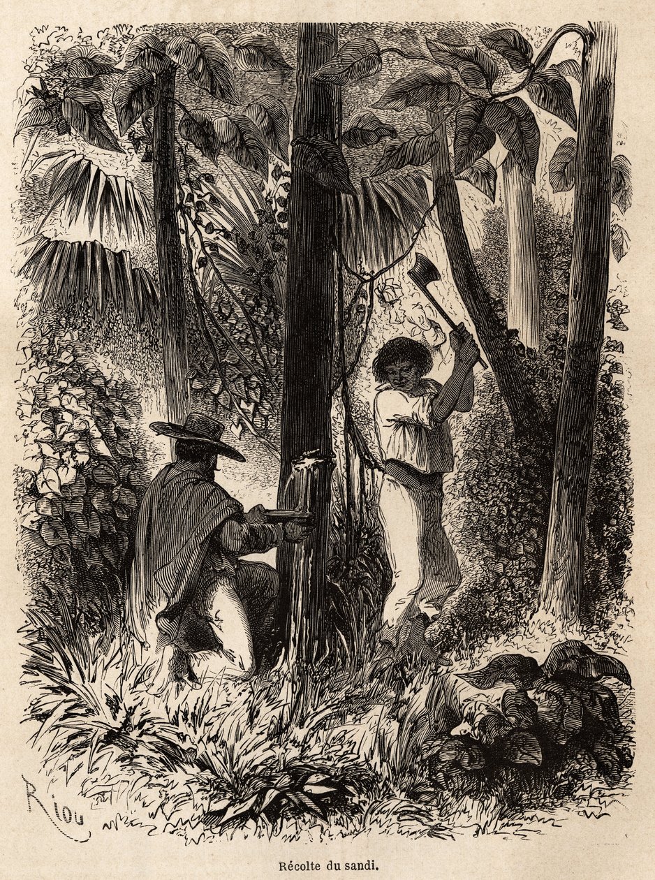 La collecte de sandi, un arbre dont la sève lactée est à la fois très nutritive et sert de calfeutrage pour les canoës au Venezuela et au Pérou. Dessin de Riou, pour illustrer le voyage de l