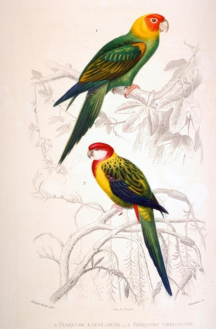 1. Perruche à tête jaune. 2. Perruche omnicolore - Edouard Travies