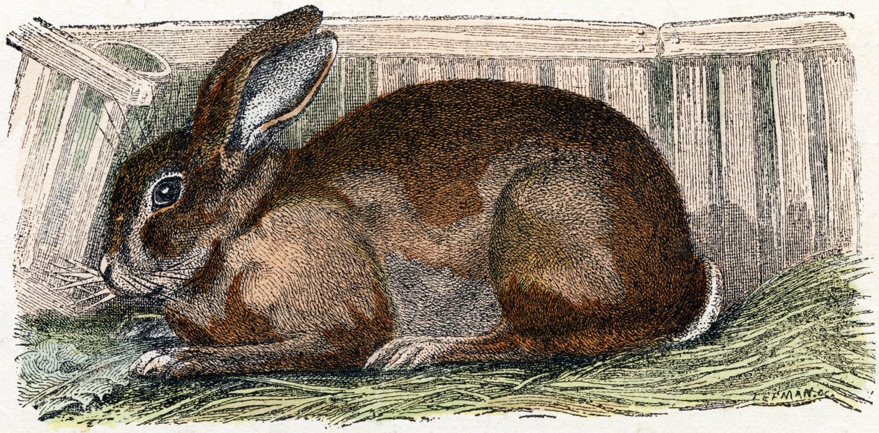 Lapin domestique - "Alphabet illustré des animaux" XIXe siècle (gravure) - Edouard Travies