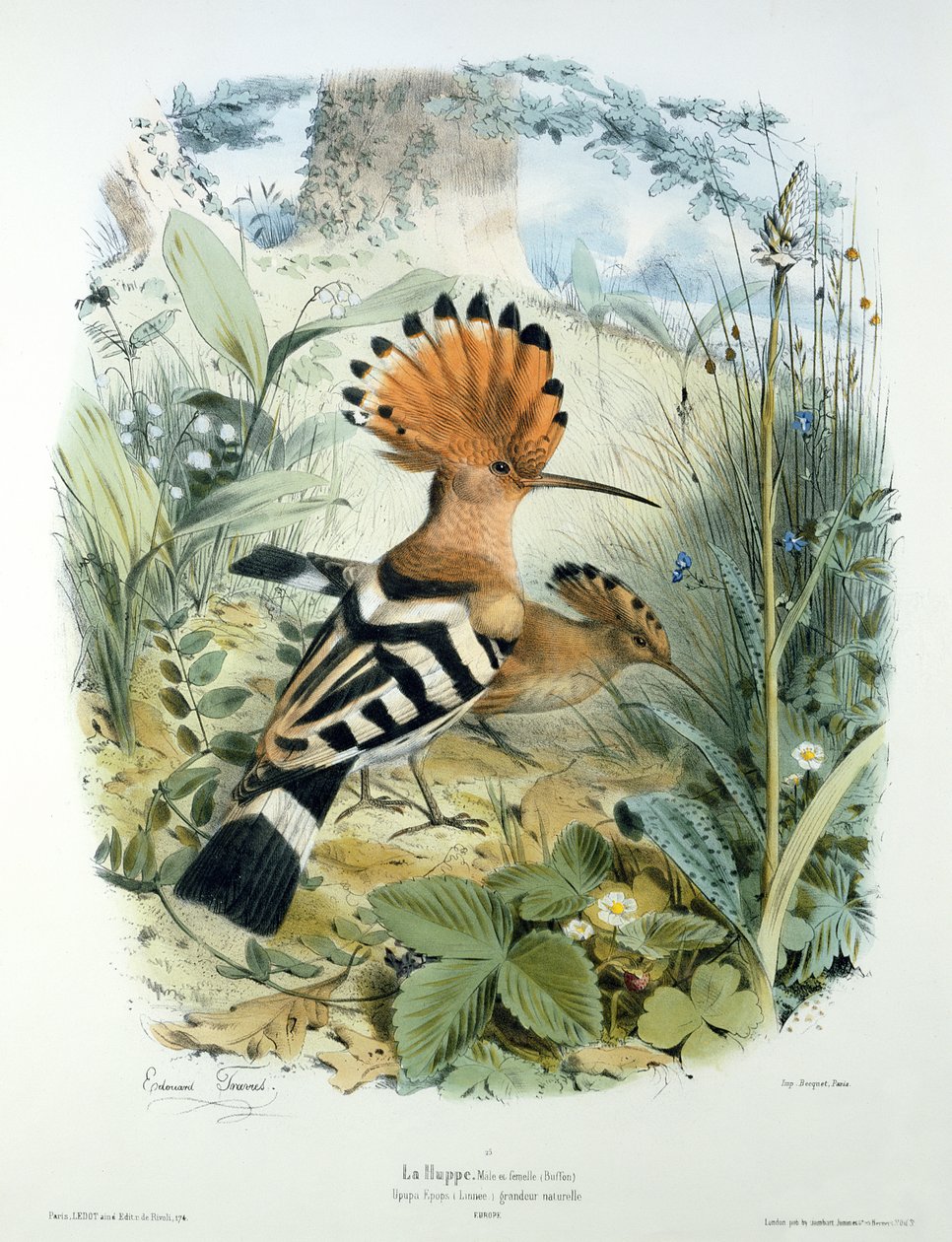Huppe (Upupa Epops) - Edouard Travies