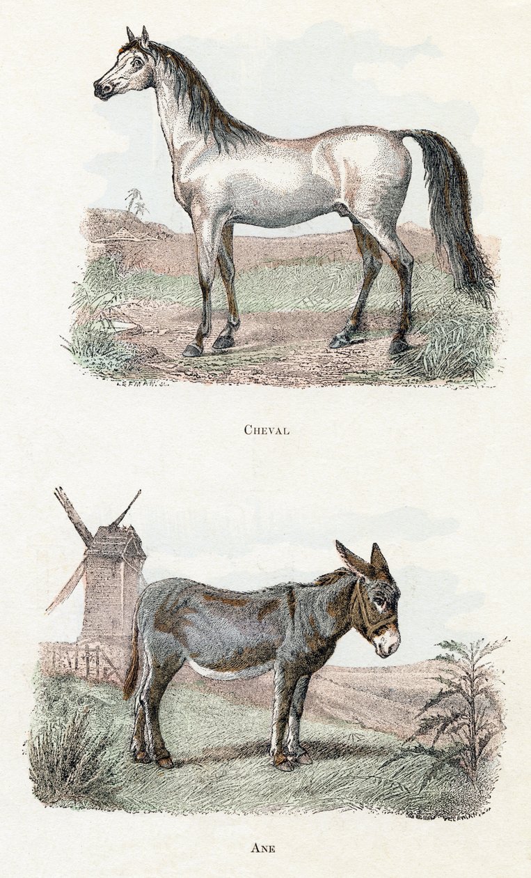 Cheval et âne - "Alphabet illustré des animaux" XIXe siècle (gravure) - Edouard Travies