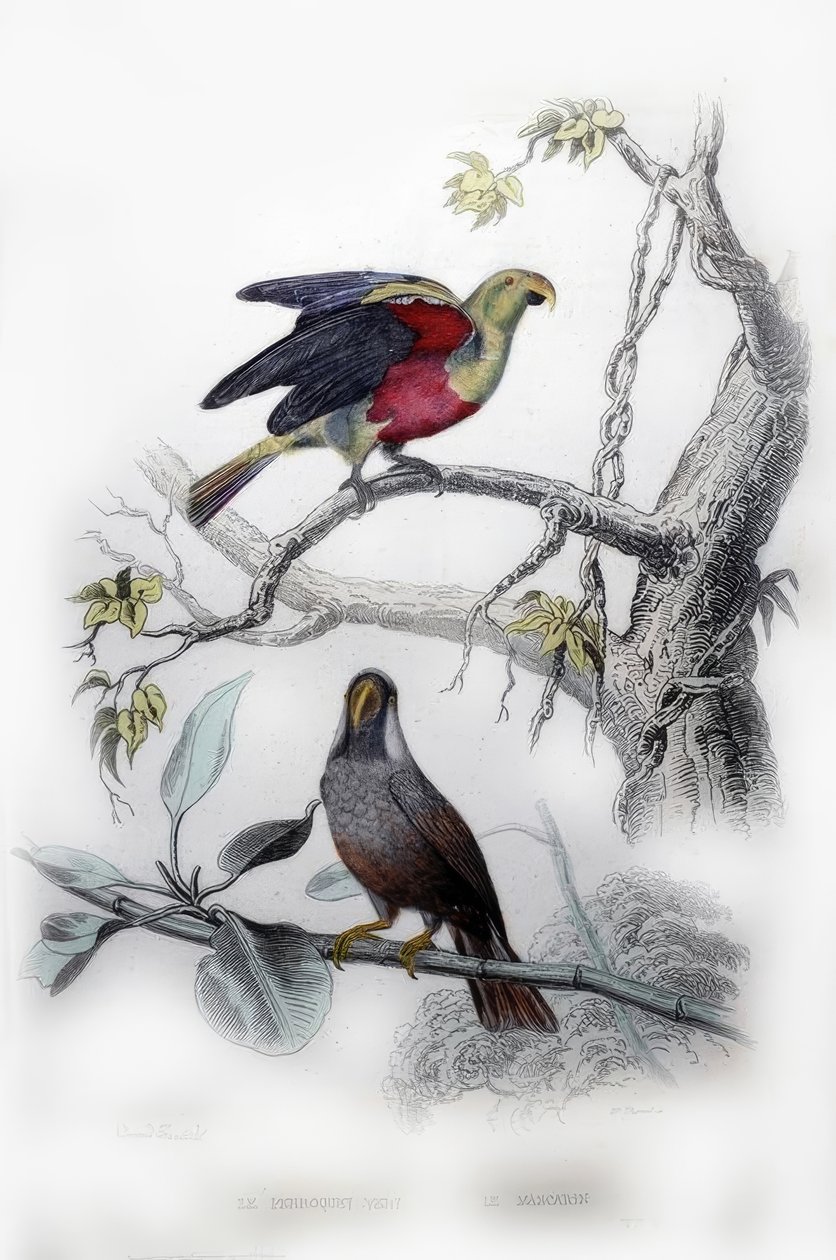 Le Perroquet Vert. Le Mascarin - Edouard Travies