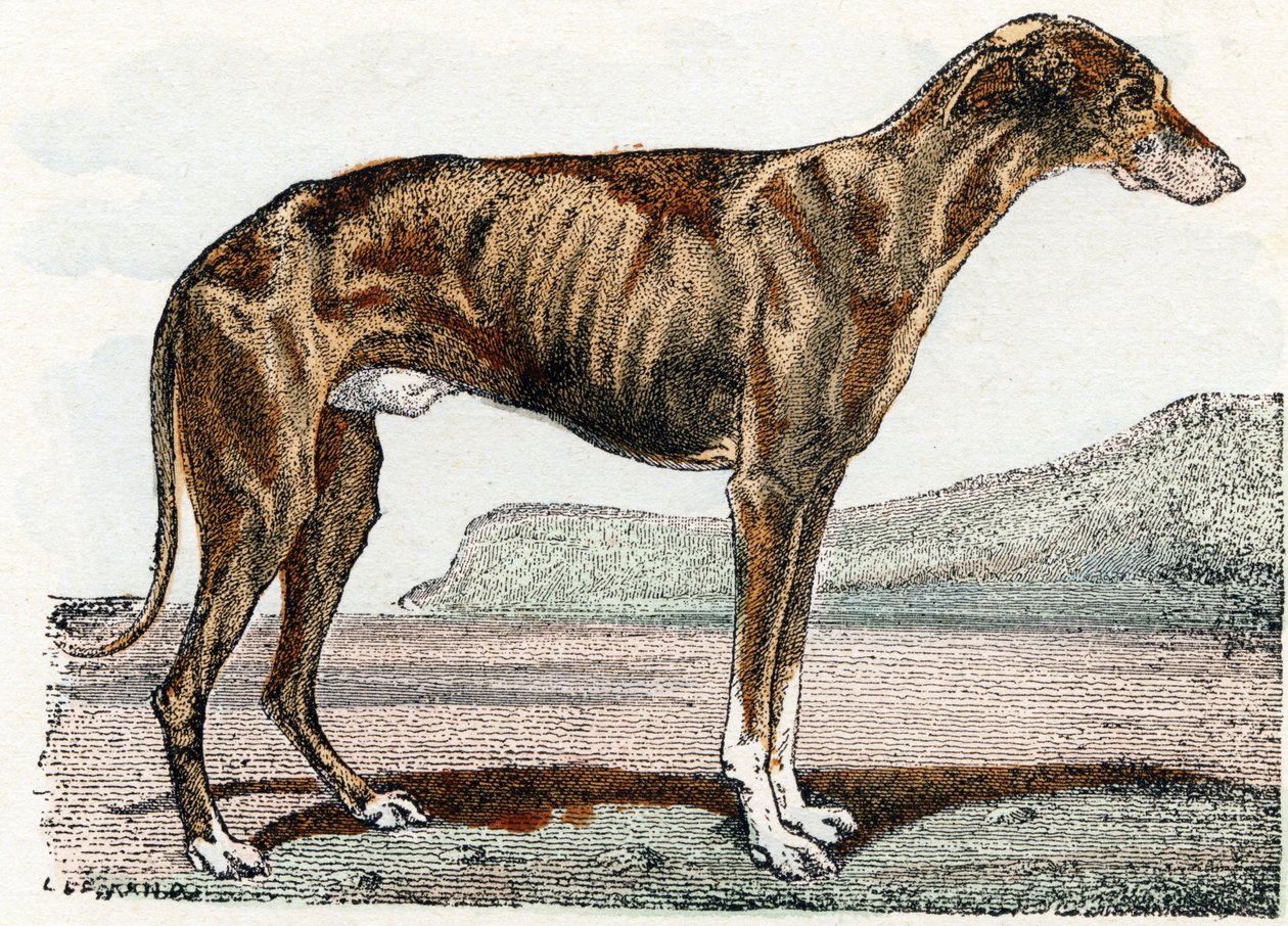 Lévrier - Alphabet illustré des animaux - Edouard Travies