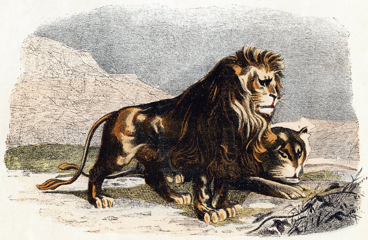 Lion et lionne - 