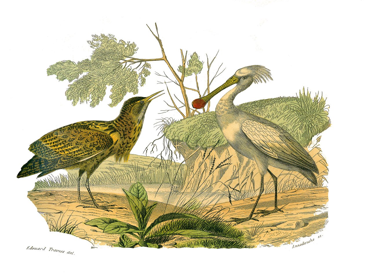 Planche zoologique représentant des oiseaux aquatiques et des cultrirostres : le butor et la spatule. Planche tirée des neuf volumes sur les oiseaux dans « Œuvres complètes de Buffon » écrites par le naturaliste Georges Louis Leclerc, comte de Buffon (1707 - Edouard Travies