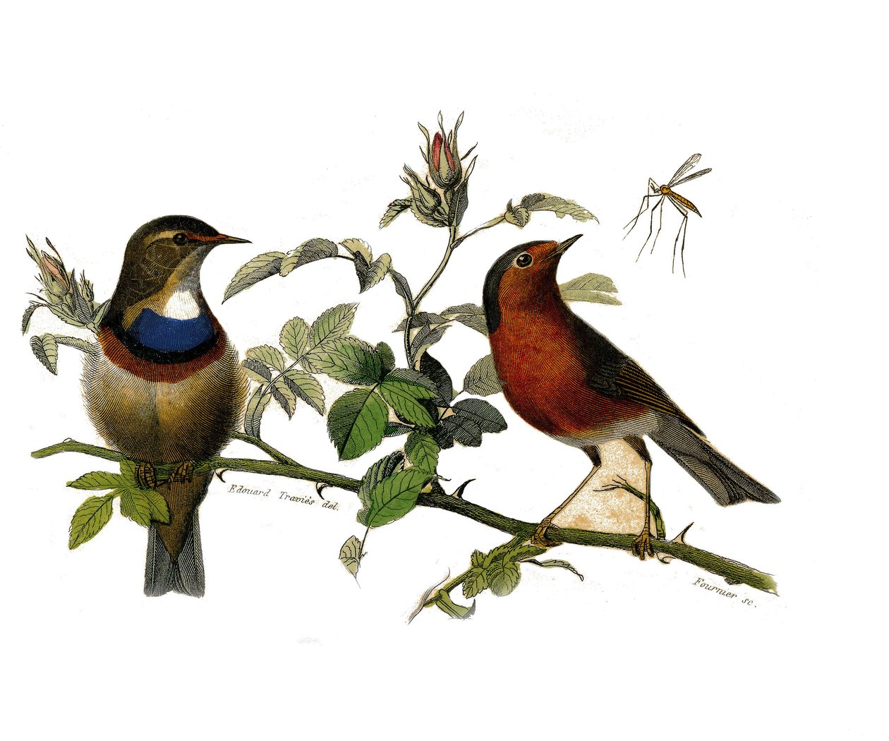 Histoire naturelle : planche zoologique représentant des passereaux dentirostres - Edouard Travies