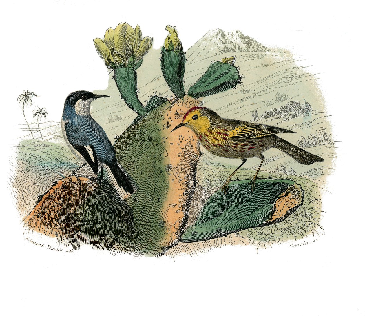 Histoire naturelle : planche zoologique représentant des passereaux dentirostres - Edouard Travies