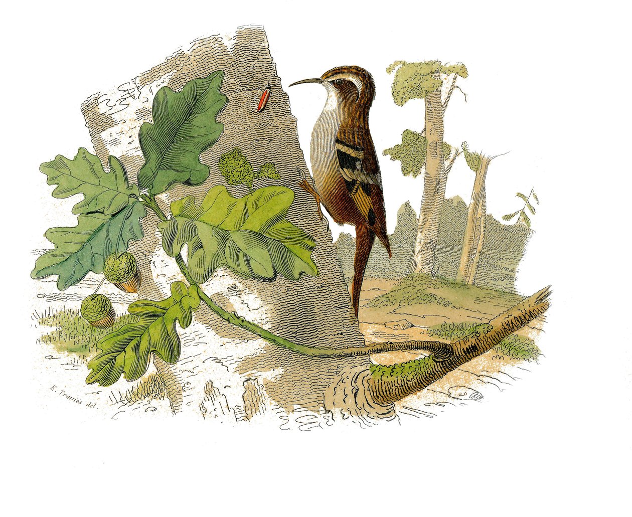 Histoire naturelle : planche zoologique représentant des passereaux dentirostres - Edouard Travies