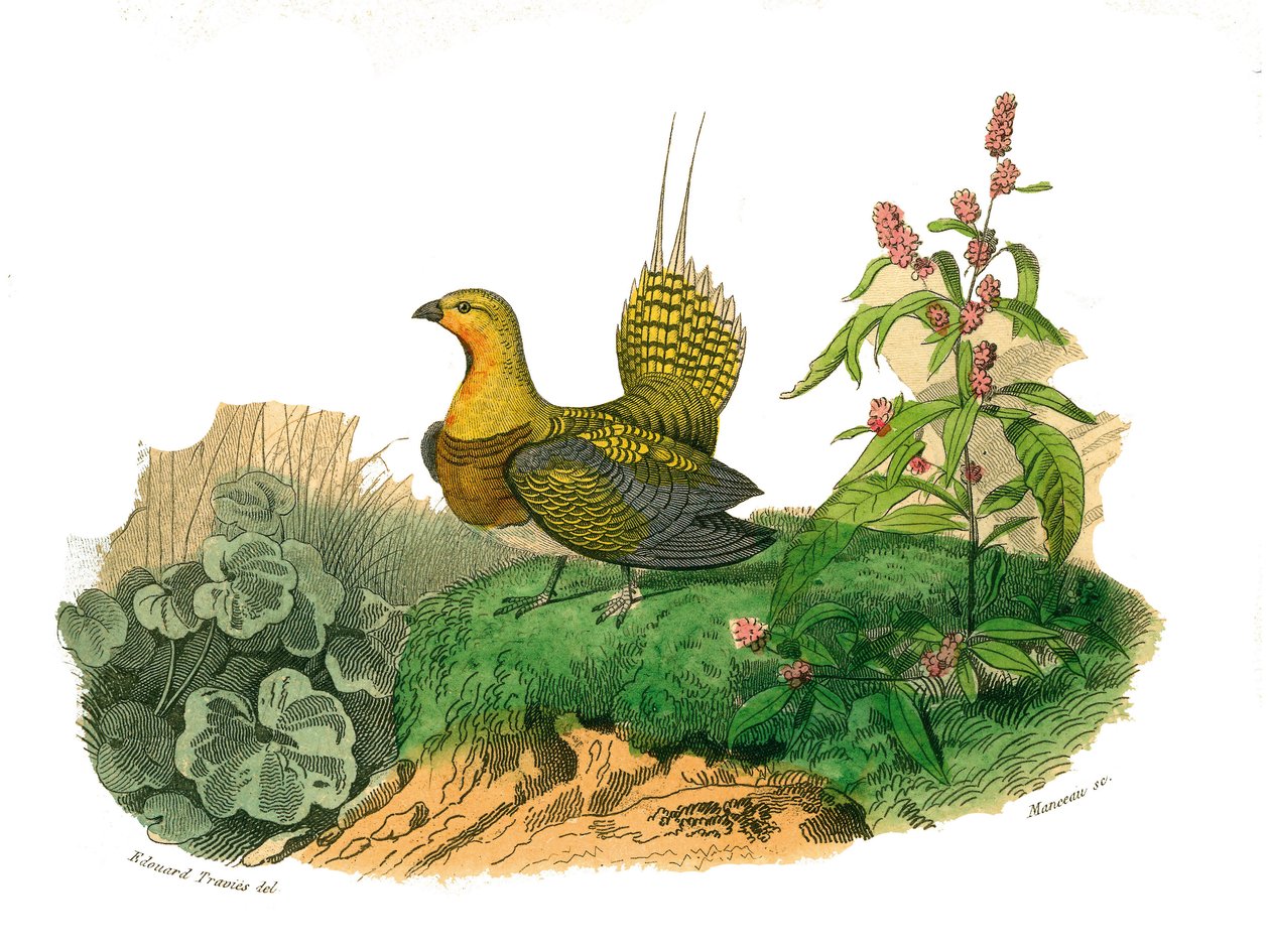 Histoire naturelle : planche zoologique représentant des gallinacés : ganga. Planche tirée des neuf volumes sur les oiseaux dans les Œuvres complètes de Buffon écrites par le naturaliste Georges Louis Leclerc, comte de Buffon - Edouard Travies