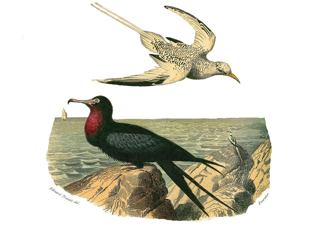 Histoire naturelle : planche zoologique représentant des totipalmes - Edouard Travies